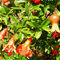arbusti da fiore per aiuolaPUNICA GRANATUMVivai Toso Orlando Soc. Agricola