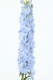 pianta da fiore Perenne / bianco / viola / blu