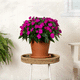 pianta da fiore annuale / rosso / rosa / arancione