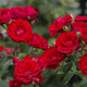 pianta da fiore rosso / pianta rampicante / ibrido