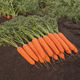 sementi di carota precoce