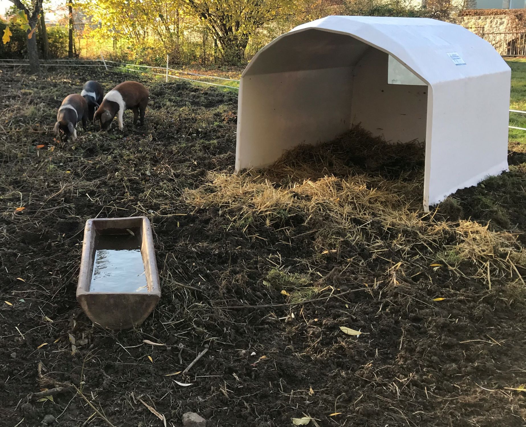 家畜小屋 - AGRIBOX 5P - AGRITECH S.R.L. - 子豚用 / 共用 / スチール製