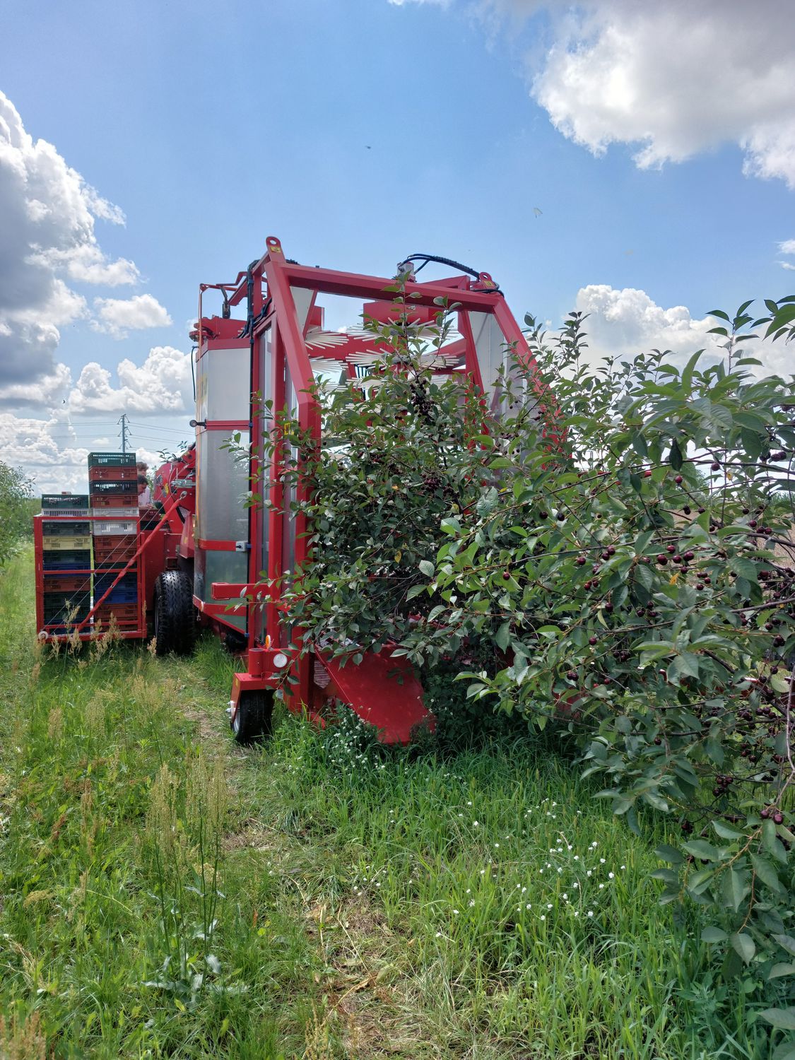 チェリー用収穫機 - FELIX Z - Weremczuk FMR Sp. z o.o.