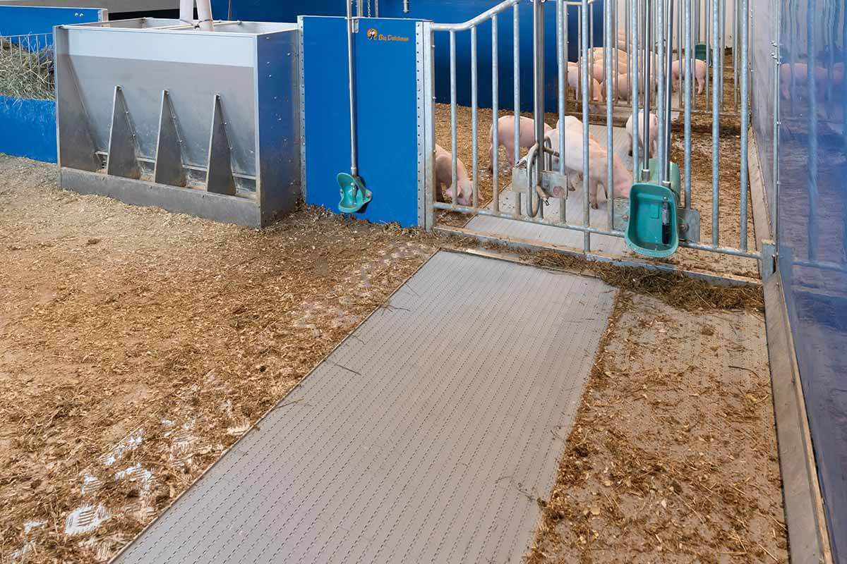 豚用家畜小屋 - Havito® - Big Dutchman