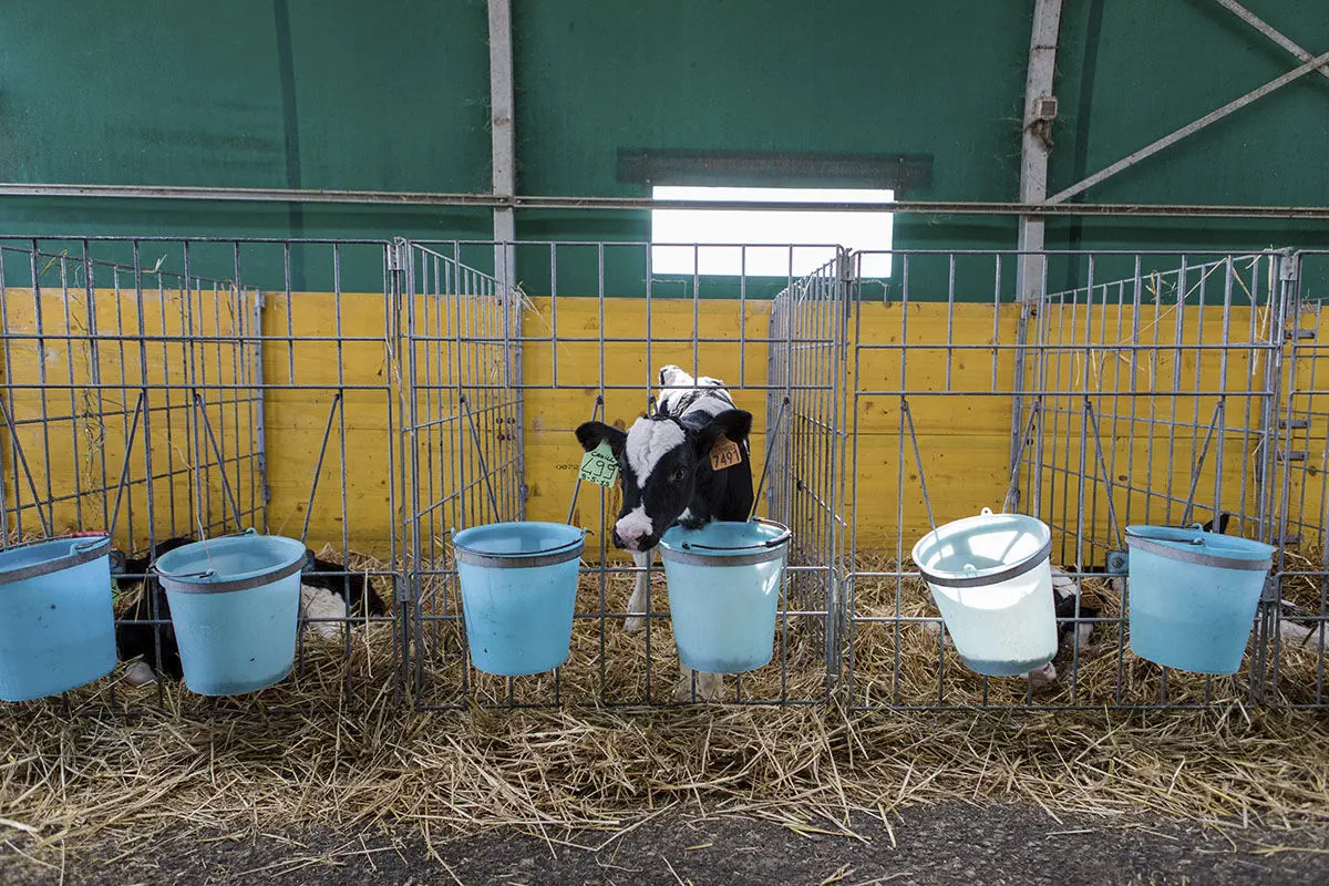 家畜小屋 - DUE A s.r.l. - 子牛用 / 単独 / スチール製