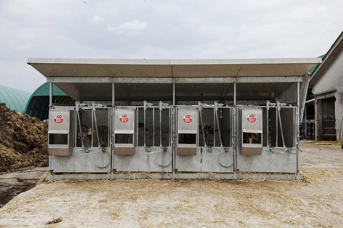 家畜小屋 - DUE A s.r.l. - 子牛用 / 単独 / スチール製