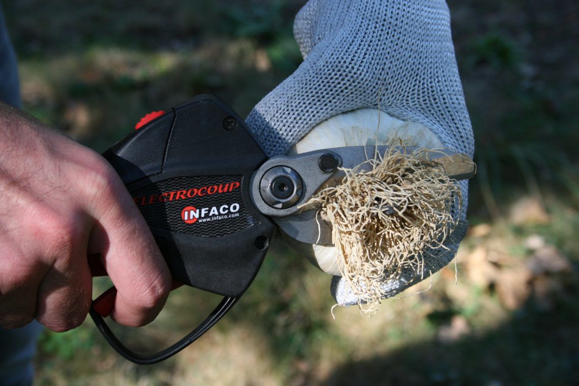 にんにく M Amazon.com: Wiseco WPC131B Crankshaft Assembly for Honda