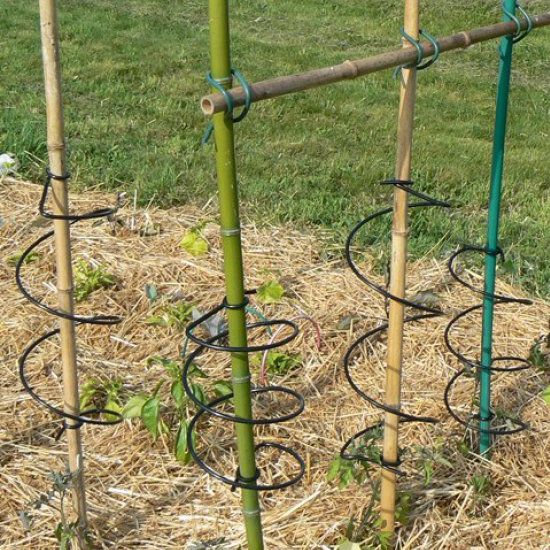 竹製支柱 Tom12 Prenas Plastique トマト用