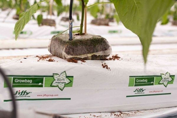 ココピート植物育成培地 - Jiffy Products International BV