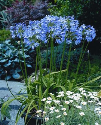 多年生顕花植物 - Agapanthus 'Blue Heaven' - AG 3 Inc - 青色 / 花壇