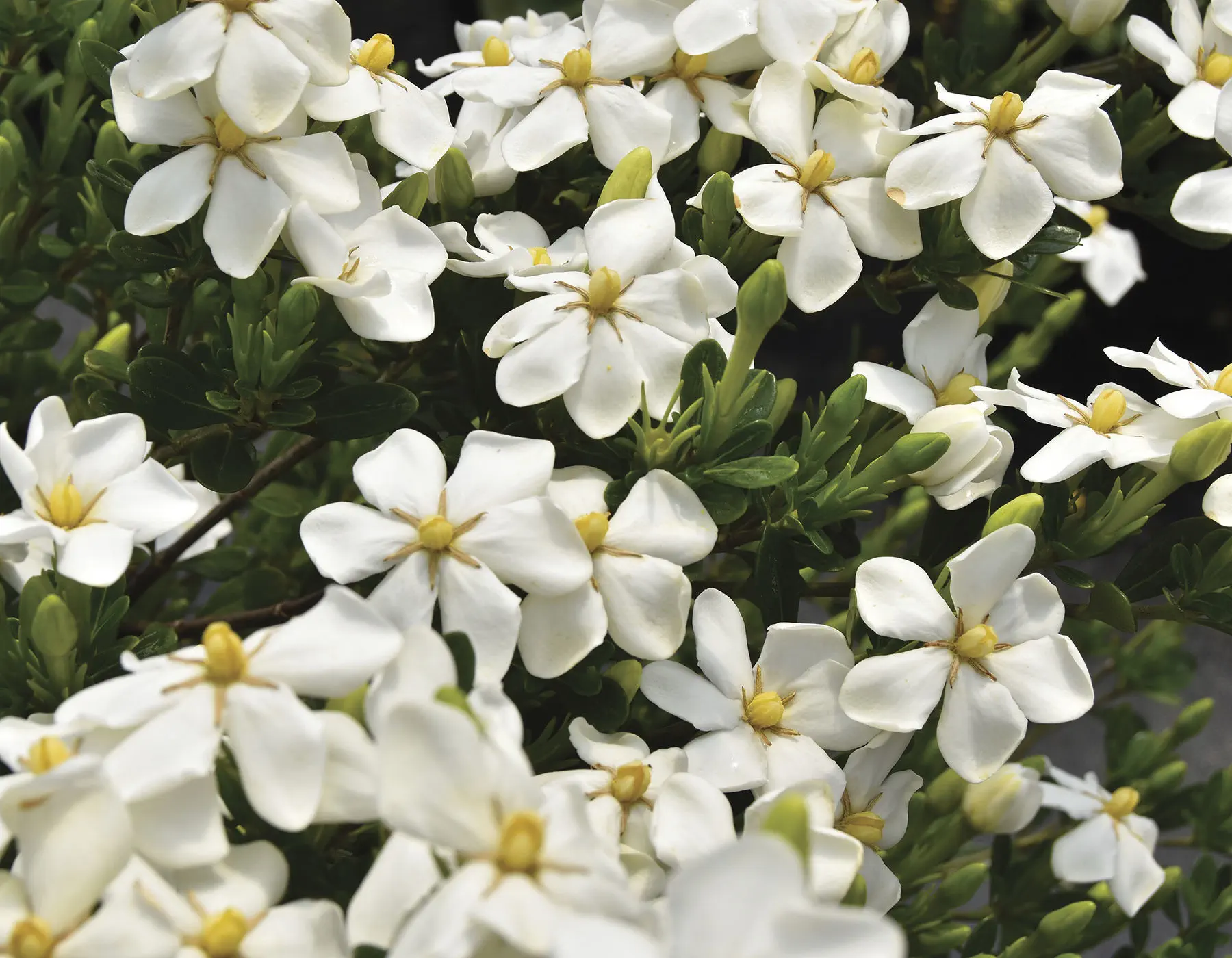 花壇用花が咲く低木 - Snow Girl™ Gardenia - Star® Roses and Plants