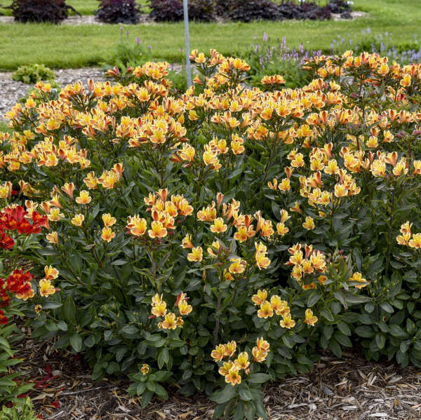 花※花 多年生顕花植物 - Alstroemeria Summer Breeze - Walters