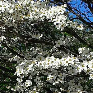 落葉性木 - White Flowering Dogwood Trees - Greenwood