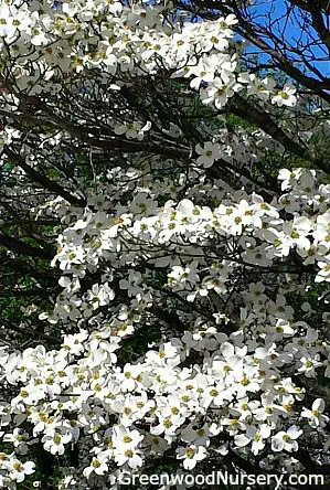 落葉性木 - White Flowering Dogwood Trees - Greenwood