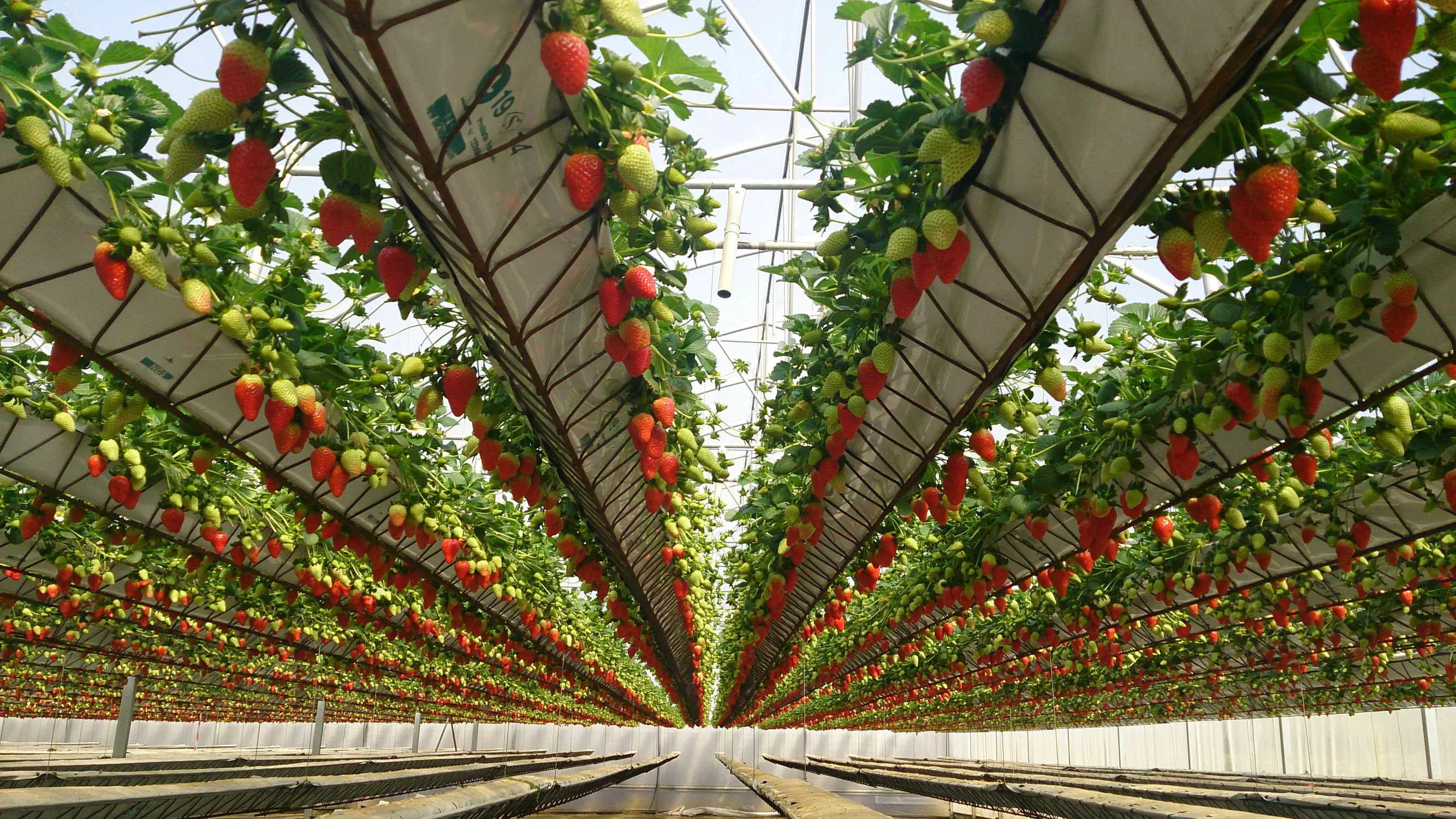 いちごの栽培用水耕栽培 - NEW GROWING SYSTEM S.L. いちごの栽培用水耕栽培 - NEW GROWING SYSTEM S.L.