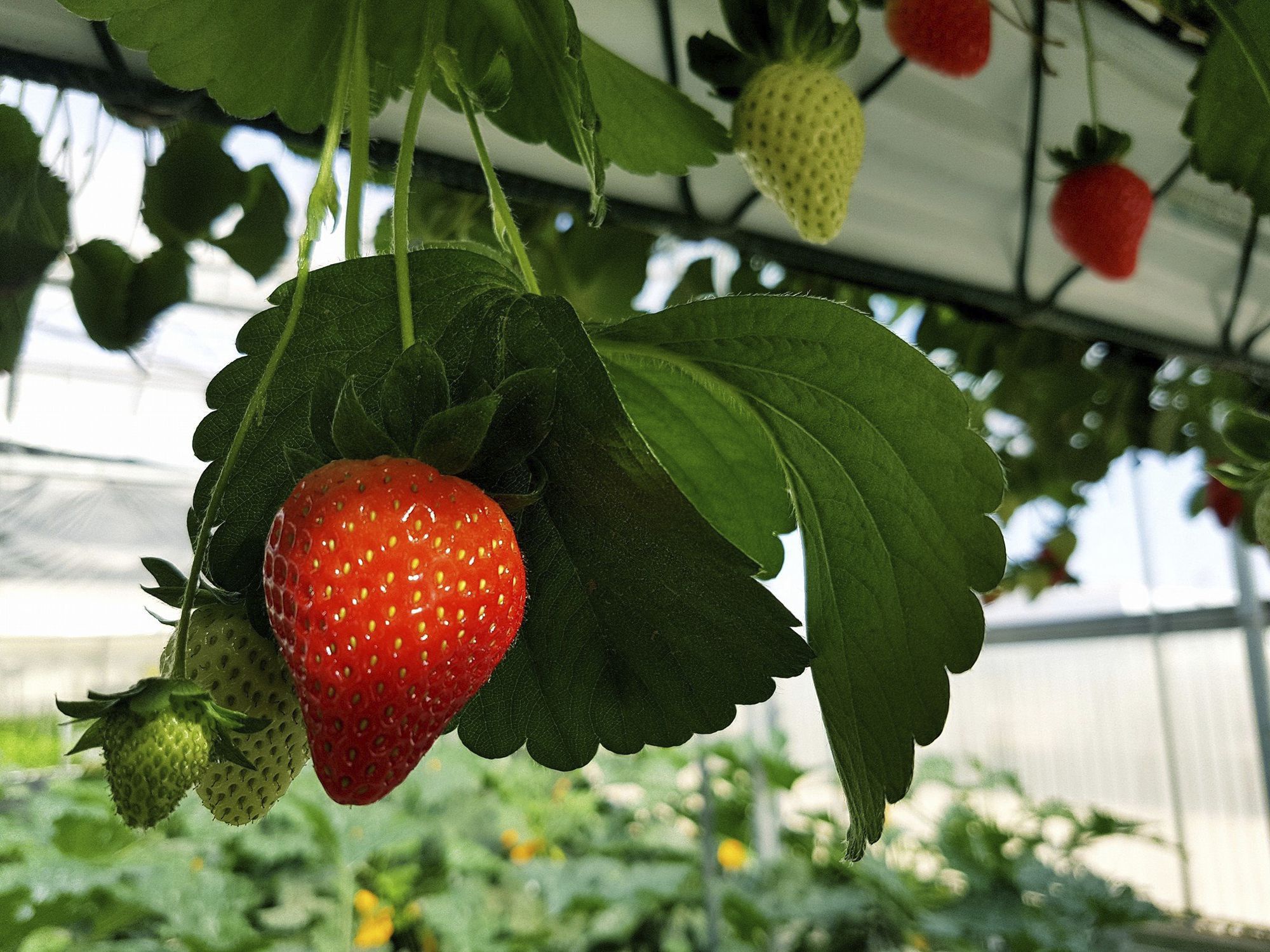 いちごの栽培用水耕栽培 - NEW GROWING SYSTEM S.L.