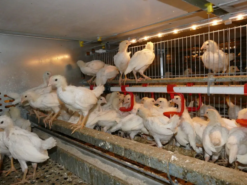 ひよこ鳥小屋システム Pedigrow Salmet 産卵鶏 多段