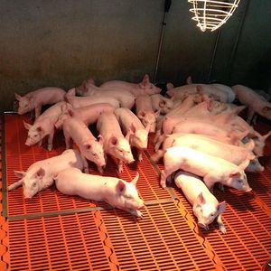 プラスチック製床パネル