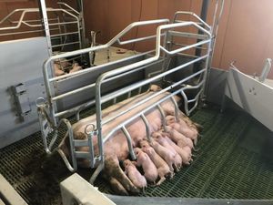 豚用分娩舎