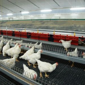 産卵鶏用鳥小屋システム