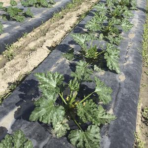 生分解性プラスチックマルチ