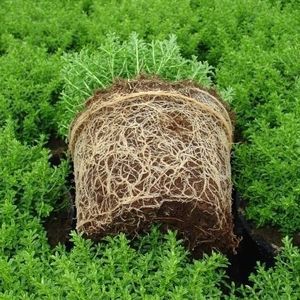 ピート植物育成培地