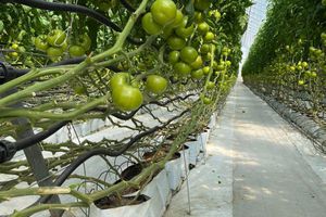 無土壌システム植栽用バッグ