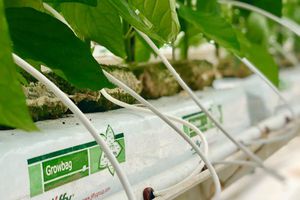 無土壌システム植栽用バッグ