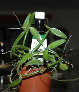 多年生顕花植物