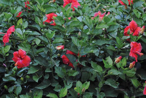 赤い花 花壇用花が咲く低木 - Hibiscus President Red - K&M Nursery - 赤い花の