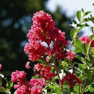 花壇用花が咲く低木 - 8945 - Monrovia - ピンク色の花の