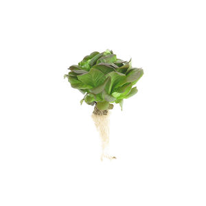 鉱物綿植物育成培地