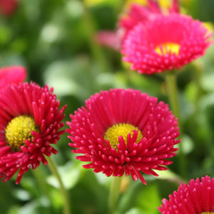 多年生顕花植物 1