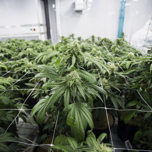 植物成長用芽出し室 1