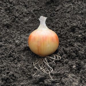 早生タマネギの種子