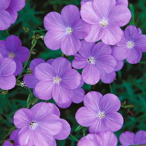 多年生花の種子 1