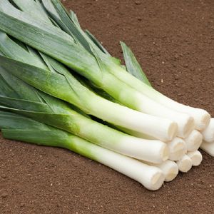 秋セイヨウネギの種子