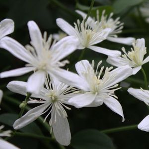 多年生顕花植物