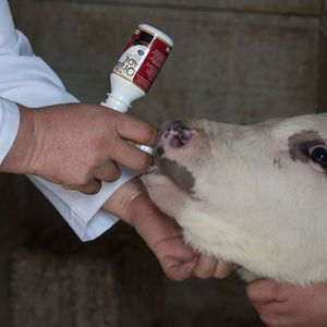 動物用飼料サプリメント 1