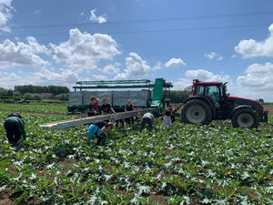 野菜用収穫機
