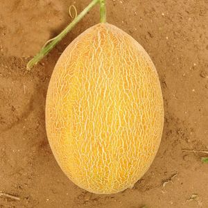 黄色メロンの種