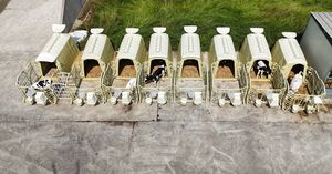 子牛用小屋