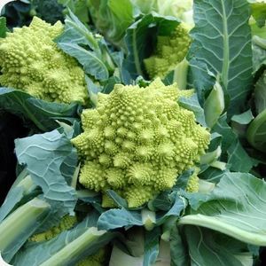 生物学カリフラワーの種子