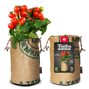 ピンクミニトマトの種子
