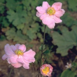 多年生顕花植物