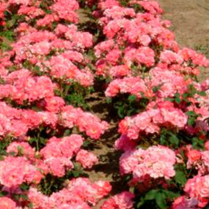 ピンク色の花の花が咲く低木