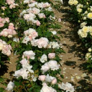黄色の花の花が咲く低木