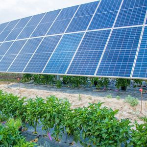 家畜営農型太陽光発電架台