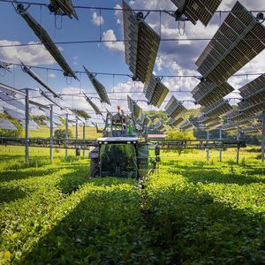 作物用営農型太陽光発電シェード