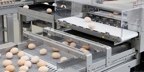 卵選別機 - Pas Reform Hatchery Technologies - ベルト